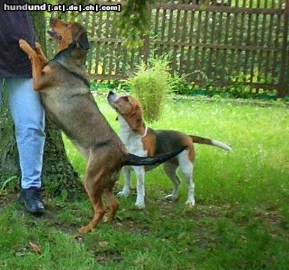 Alpenländische Dachsbracke Hunde Foto 22666 Alpenländische Dachsbracke