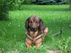 Alpenländische Dachsbracke Foto: Tasso 7 Jahre (ID 14548) Alpenländische Dachsbracke Hund
