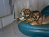 Alpenländische Dachsbracke Foto: 3er Pack III (ID 16304) Alpenländische Dachsbracke Hund
