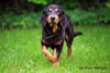 Alpenländische Dachsbracke Hund