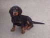 Alpenländische Dachsbracke Foto: Alpenländische Dachsbracke Vieräugl 4 Monate (ID 12326) Alpenländische Dachsbracke Hund