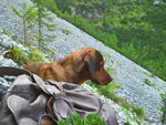 Alpenländische Dachsbracke Hund