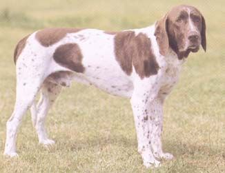 Altdänischer Vorstehhund Gammel Dansk Honsehund