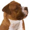 American Bulldog Hund