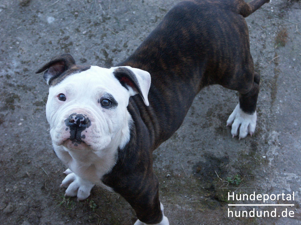 American Bulldog Old Country Bulldog Amerikanische Bulldogge Foto 38243 Hundund De