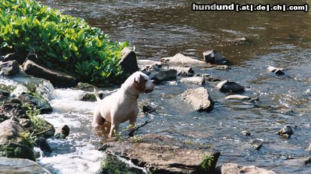 American Bulldog Hunde Foto 7406 American Bulldog Cherokee's Amy (Gina)