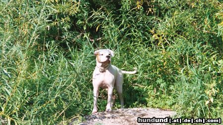 American Bulldog Hunde Foto 7408 American Bulldog Cherokee's Amy (Gina)