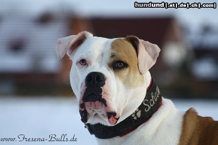 American Bulldog Unsere Schnappi