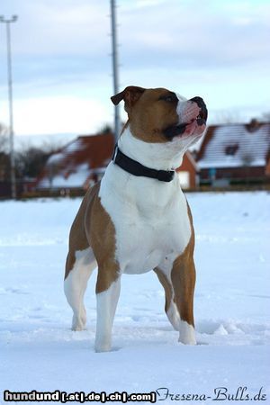 American Bulldog Unser Blade mit 12 Monaten