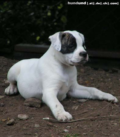 American Bulldog Hunde Foto 18993 American Bulldog Silver-Moon-Bull´s Dark Angel als Baby