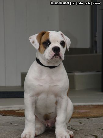American Bulldog Hunde Foto 9544 American Bulldog Woody Allan