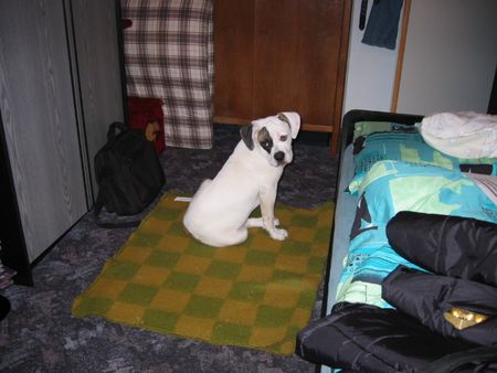 American Bulldog Hunde Foto 2638 American Bulldog Tyson mit 6 Monaten