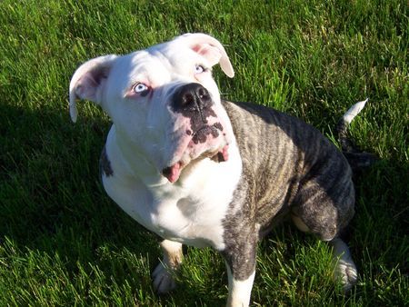 American Bulldog Hunde Foto 39557 in höherer Auflösung ansehen American Bulldog sonnenanbeter