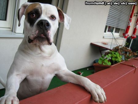 American Bulldog Hunde Foto 5488 American Bulldog Tyson mit 13 Monaten