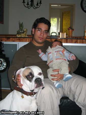 American Bulldog Hunde Foto 7011 American Bulldog Tyson mit 16 Monaten