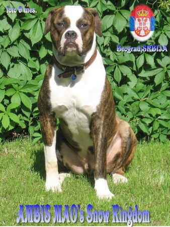 American Bulldog