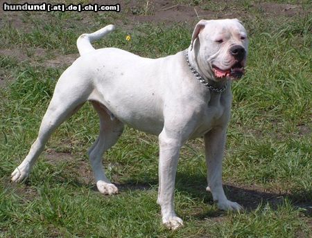 American Bulldog Hunde Foto 12100 American Bulldog Mit 4 Jahren im besten Mannesalter