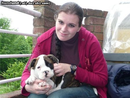 American Bulldog Adonis und ich