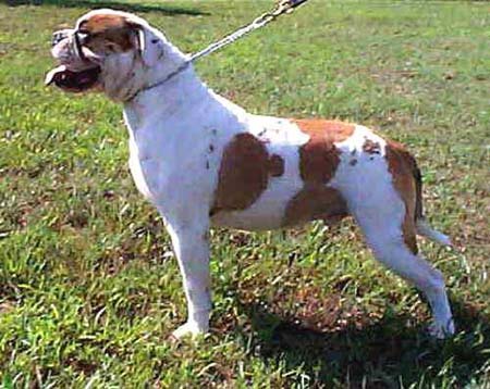 American Bulldog Hunde Foto 208 American Bulldog