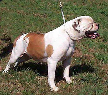 American Bulldog Hunde Foto 209 American Bulldog