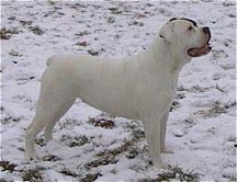 American Bulldog Hunde Foto 210 American Bulldog