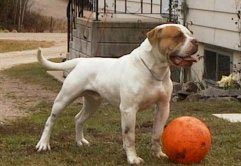 American Bulldog Hunde Foto 211 American Bulldog
