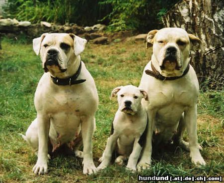 American Bulldog Hunde Foto 7364 American Bulldog 3 Generationen Proud Heroes´ American Bulldogs