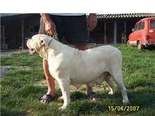 American Bulldog Hunde Foto 41447 in höherer Auflösung ansehen American Bulldog Simba