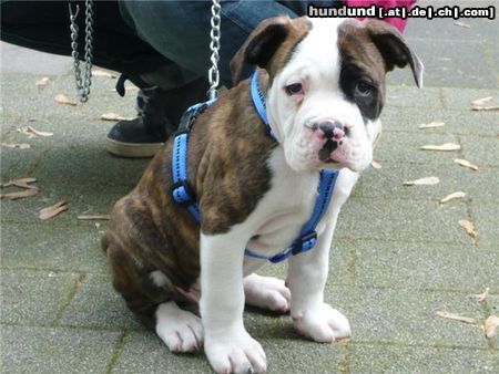 American Bulldog Adonis mit 8 wochen