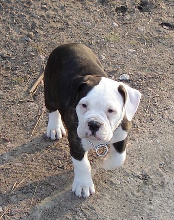 American Bulldog Dancing Devil Lady