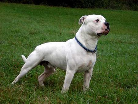 American Bulldog Hunde Foto 28588 American Bulldog Redwoods Alpha HD/ED frei, ZTP,VPG1