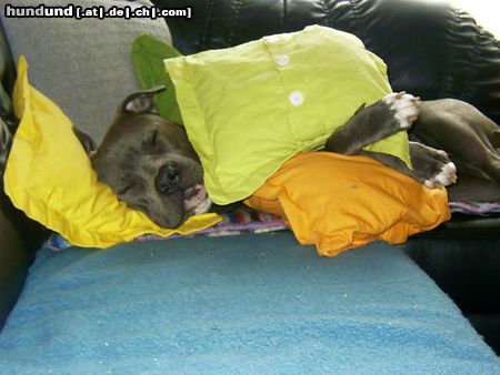 American Bulldog Hunde Foto 5053 American Bulldog