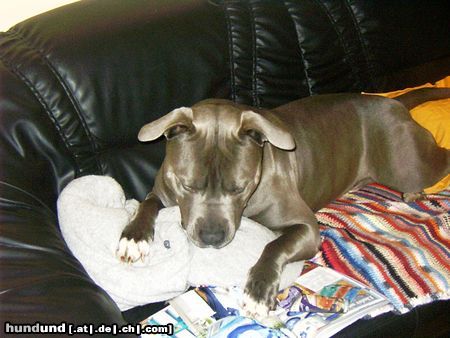 American Bulldog Hunde Foto 5011 American Bulldog Hmmmmm was findet mein Frauerl nur so intressant an diesem Ding