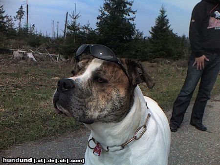 American Bulldog Hunde Foto 22311 American Bulldog Balu