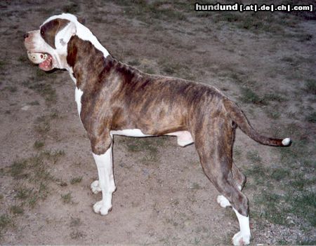 American Bulldog Hunde Foto 6385 American Bulldog Mein Dicker in Pose