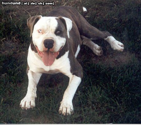 American Bulldog Hunde Foto 6384 American Bulldog Mein Dicker