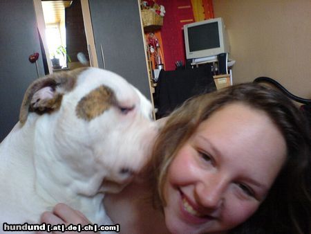American Bulldog Hunde Foto 23295 in höherer Auflösung ansehen American Bulldog Bandit gibt Mami Bussi