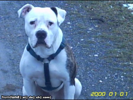 American Bulldog Hunde Foto 8954 American Bulldog