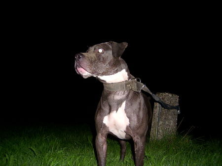 American Bulldog Hunde Foto 28353 American Bulldog Guckug...