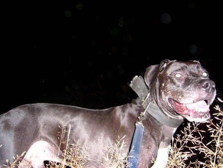 American Bulldog Hunde Foto 28354 American Bulldog Hmmmm....