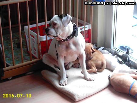 American Bulldog Hunde Foto 23659 American Bulldog Unsere Joy
