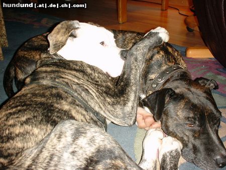 American Bulldog Hunde Foto 14703 American Bulldog Hutchy mit Vorbild Pia (am.Staff. Mix)