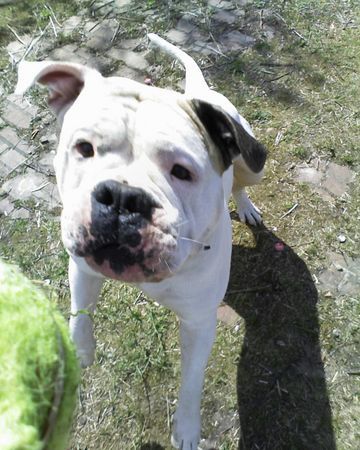 American Bulldog Hunde Foto 37968 American Bulldog Zeig ma hast du denn da