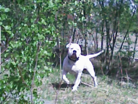 American Bulldog Hunde Foto 37971 American Bulldog Was da los!