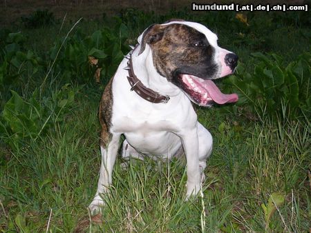 American Bulldog Hunde Foto 5232 American Bulldog So gefährlich ist der Bodo nicht