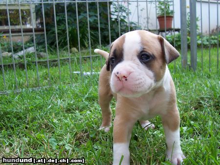 American Bulldog Hunde Foto 13336 American Bulldog