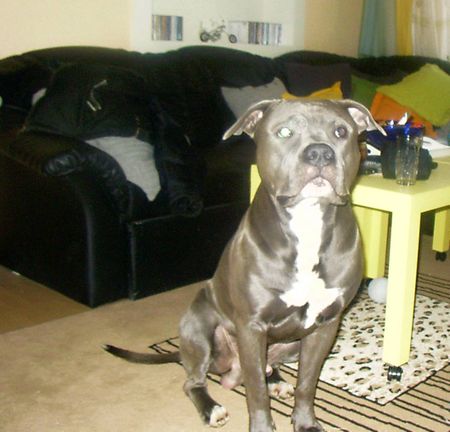 American Bulldog Hunde Foto 1841 American Bulldog Suche Spielgefährten