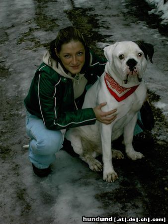 American Bulldog Hunde Foto 10506 American Bulldog Phönix Bulls ´
