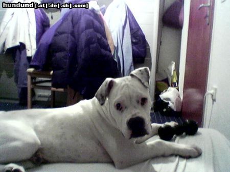 American Bulldog Hunde Foto 15770 in höherer Auflösung ansehen American Bulldog EFE