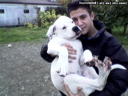 American Bulldog Hunde Foto 15802 in höherer Auflösung ansehen American Bulldog SEKO&EFE
